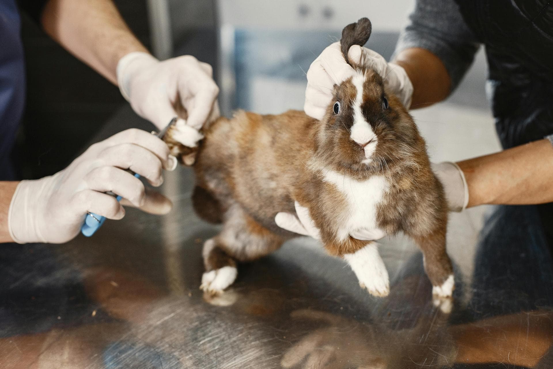 Best Vets in Salt Lake City